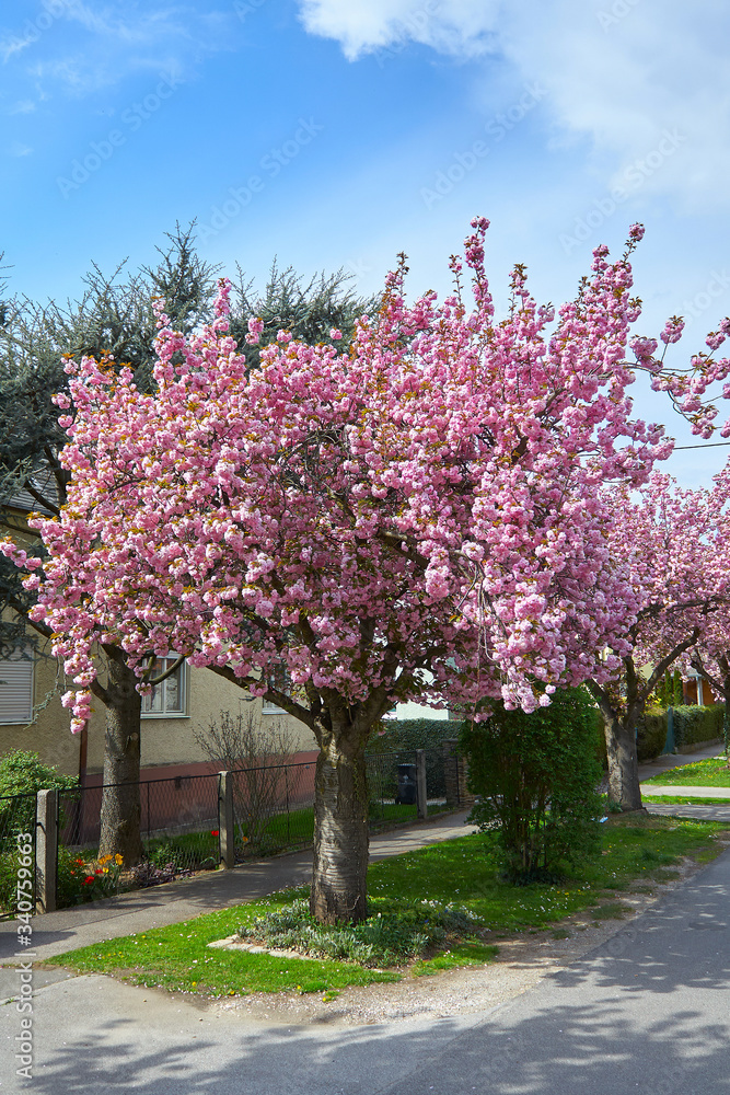 blooming pink cherry trees on empty streets blooming pink cherry trees on empty streets