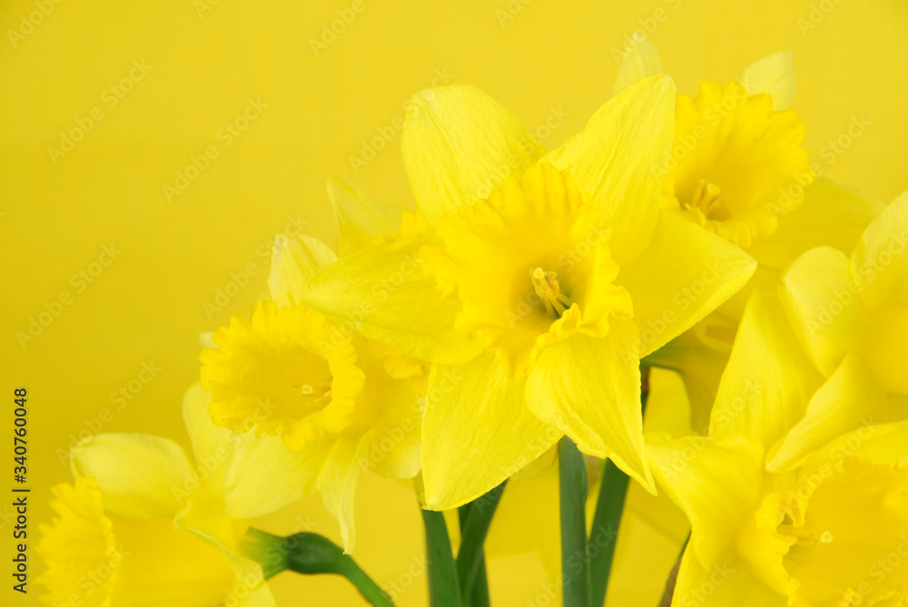 Fresh cut yellow daffodil flowers isolated on a bright yellow background Fresh cut yellow daffodil flowers isolated on a bright yellow background