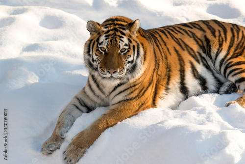 stunning tiger sitting in snow.  Horizontal wildlife photos