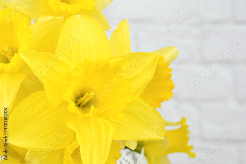 Fototapeta Naklejka Na Ścianę i Meble -  Yellow daffodil flowers in a white vase isolated on a white brick background