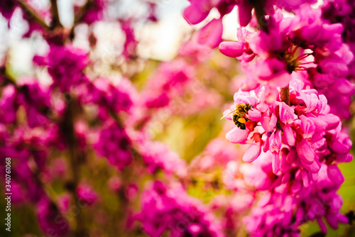 Honey bee collecting pollen from pink flowers. Important for environment ecology sustainability.