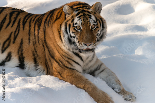 Siberian tiger in the snow. Wildlife laying down 