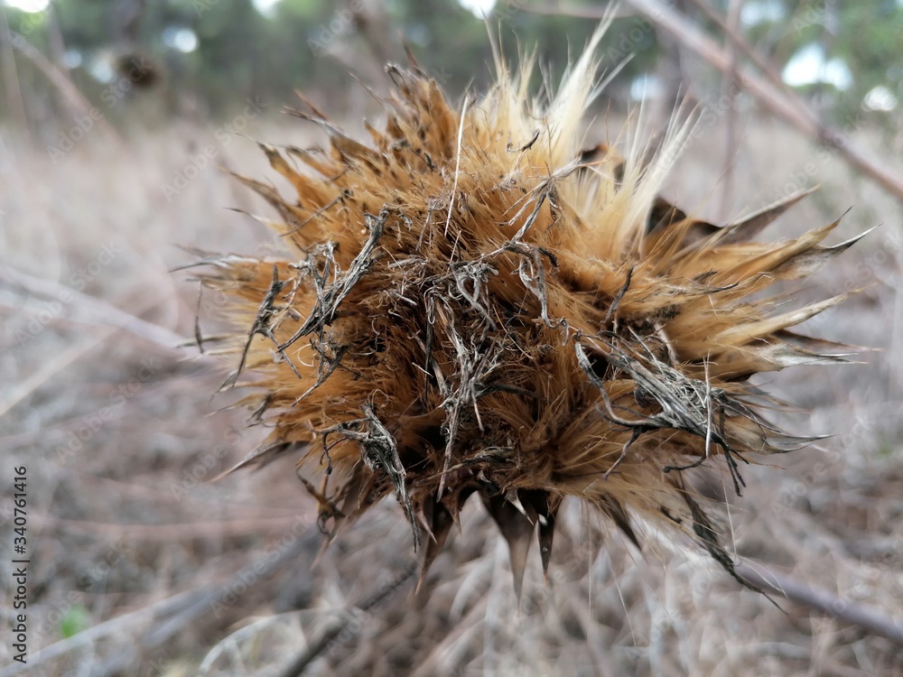   Una flor de cardo seco en España