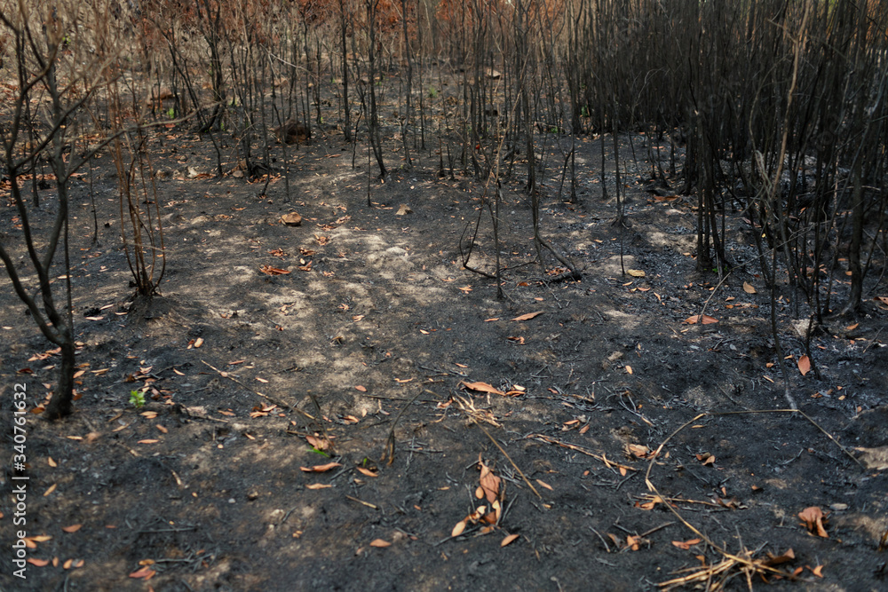 After wildfire  with dust and ashes/area of illegal deforestation..Global warming/Ecology concept background.