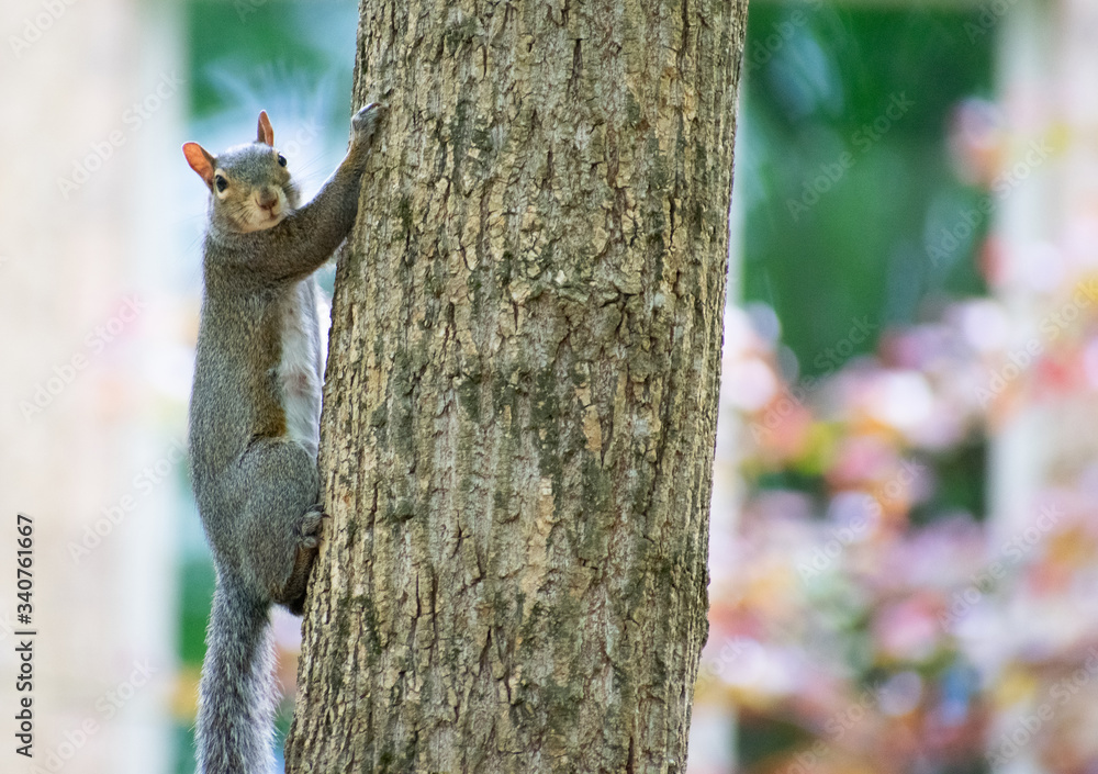 A squirrel looking climbing up a tree trunk