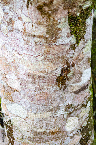 textura de tronco de árvore © Fotos GE