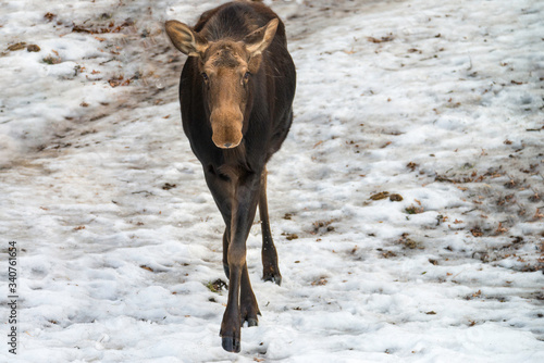 Canvas Print moose standing with legs crossed, animal muddy snow