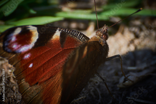 Siedzący na łące kolorowy motyl (Paź królowej) 