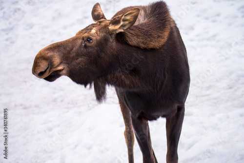 moose looking to the side, Close up wildlife
 photo