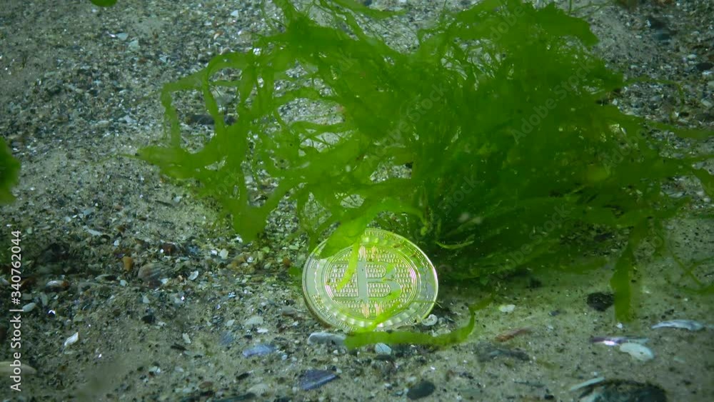 Bitcoin has fallen, Bitcoin is at the bottom, a bearish trend. Coin under water among algae