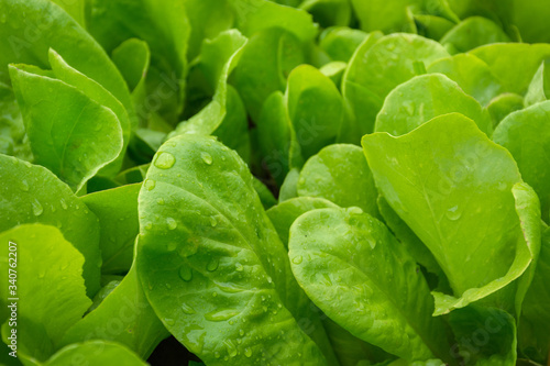 Close up of green salad vegetable leaves with water droplets, organic food for healthy lifestyle and dieting