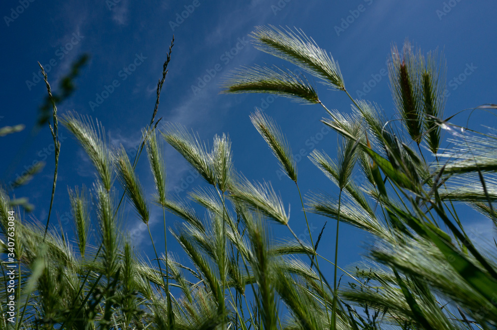 wheat spikes at Low Angle Against Blue Sky wheat spikes at Low Angle Against Blue Sky