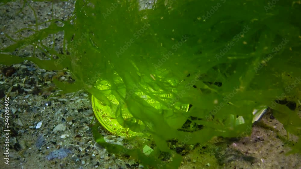 Bitcoin has fallen, Bitcoin is at the bottom, a bearish trend. Coin under water among algae