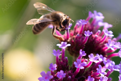 Biene auf violetter Blume