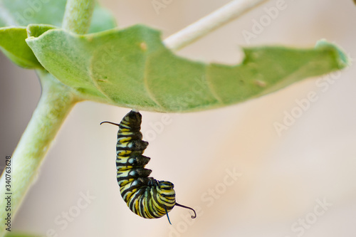 caterpillar