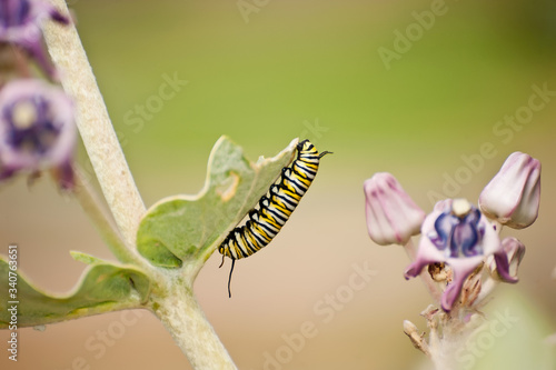 feeding