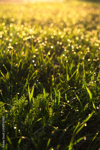 morning dew on short fresh green grass
