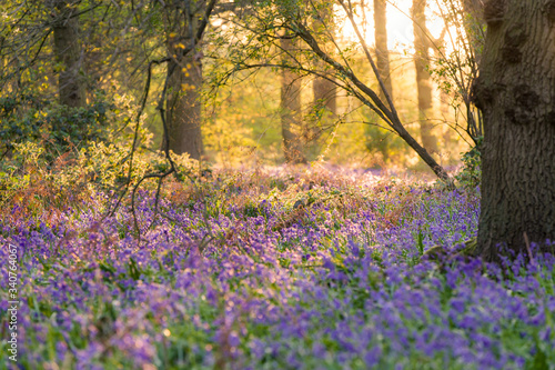 bluebells in the woods, sunset in the forest in Uk