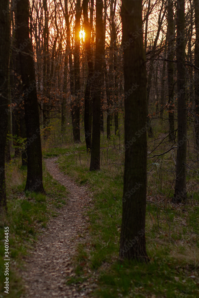Fototapeta premium forest after morning in spring in the Czech Republic 2020