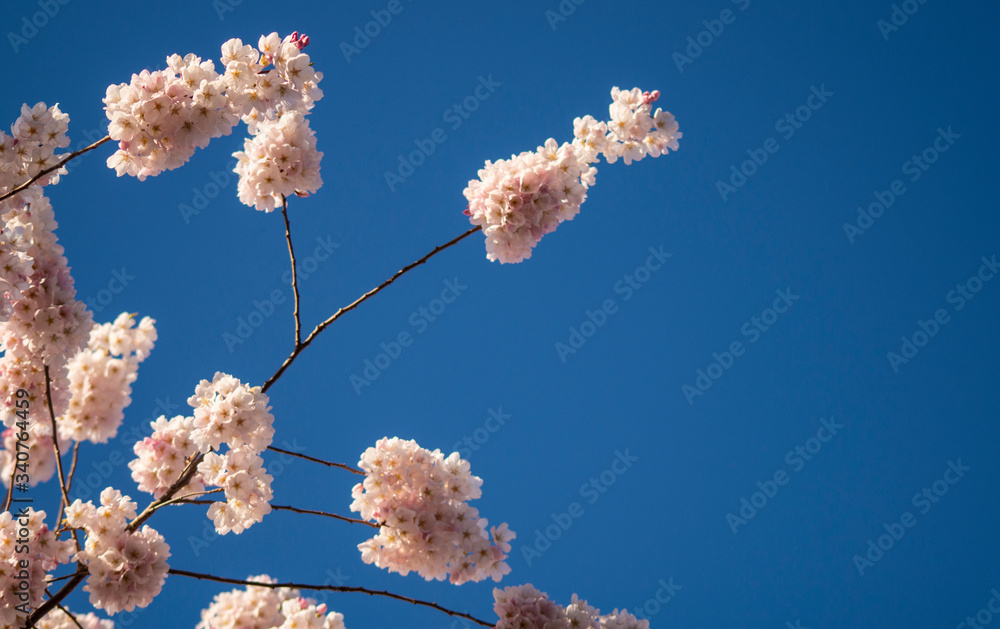 Cherry Blossom Sakura tree blooming in Spring. Cherry Blossom Sakura tree blooming in Spring.