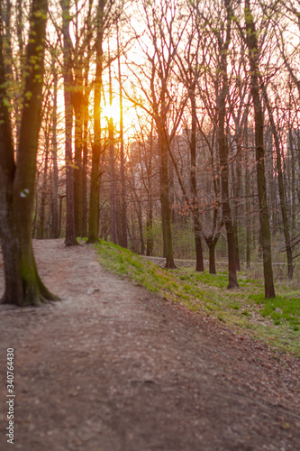  forest after morning in spring in the Czech Republic 2020