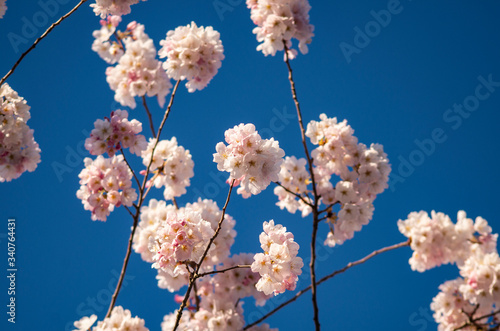 Cherry Blossom Sakura tree blooming in Spring. 