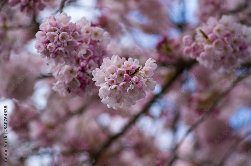 Cherry Blossom Sakura tree blooming in Spring. Cherry Blossom Sakura tree blooming in Spring.
