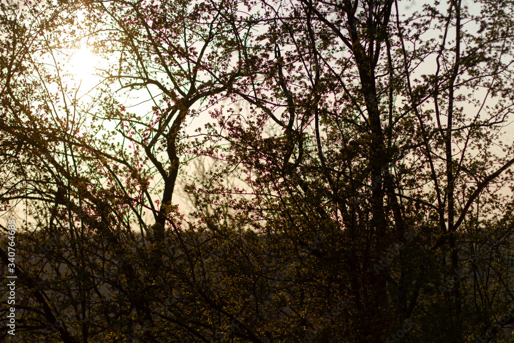 forest after morning in spring in the Czech Republic 2020
forest after morning in spring in the Czech Republic 2020