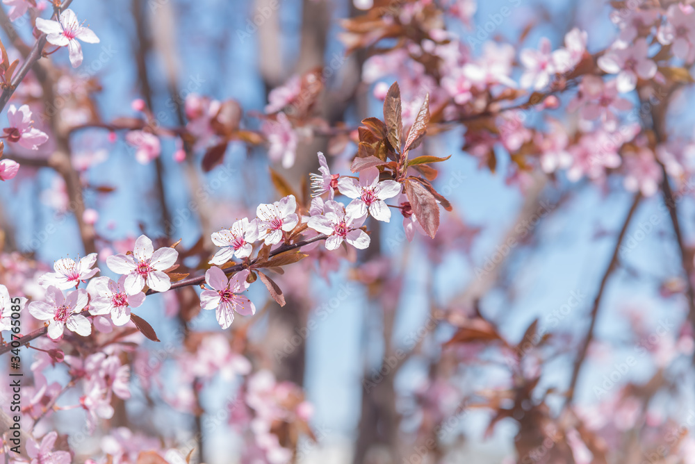 Pastel pink flowers on tree branches with blue sky background in springtime Pastel pink flowers on tree branches with blue sky background in springtime