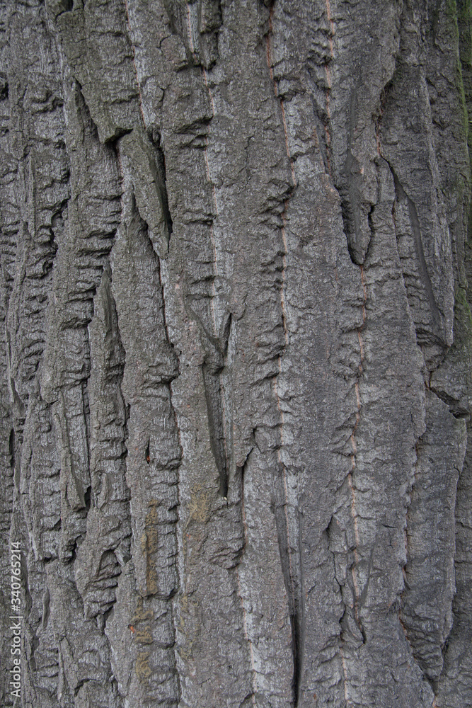 tree bark texture tree bark texture