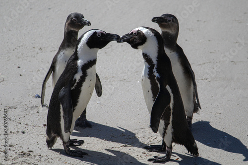 Penguin wedding on the beach