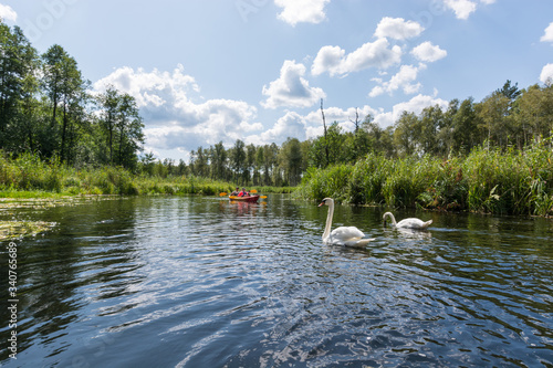 Amazing landscape with two white swans and tourints kayaking inside a beauful and wild river. photo