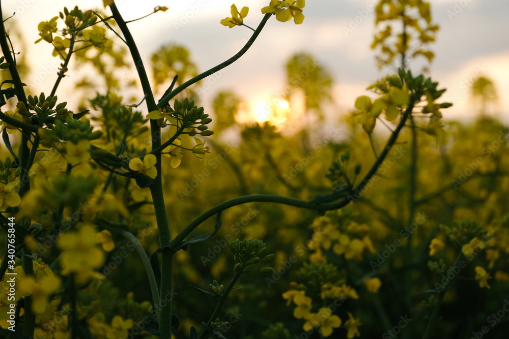 Raps Raps-pflanzen Sonnenuntergang Abendsonne Feldblumen Wildblumen  atmosphärisch blurr – Stock-Foto | Adobe Stock