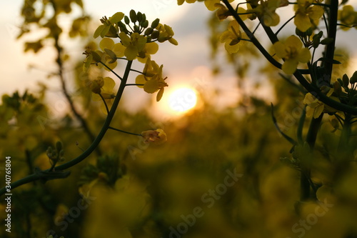 Raps Raps-pflanzen Sonnenuntergang Abendsonne Feldblumen Wildblumen atmosphärisch blurr  photo