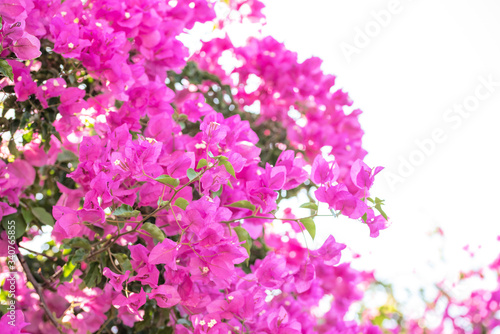 Beautiful purple exotic flowers Bougainvillea bush on white