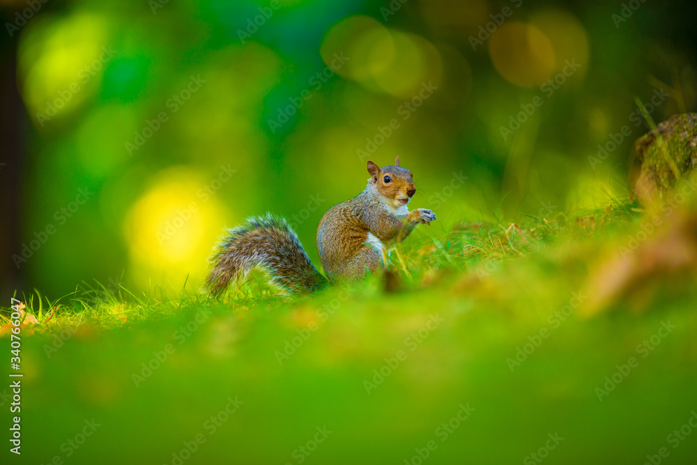 Obraz premium squirrel