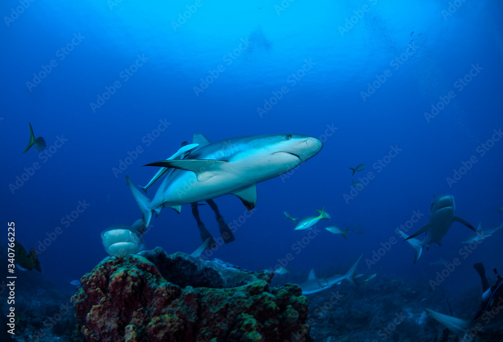 Carribean reef shark (Carcharhinus perezi) Carribean reef shark (Carcharhinus perezi)