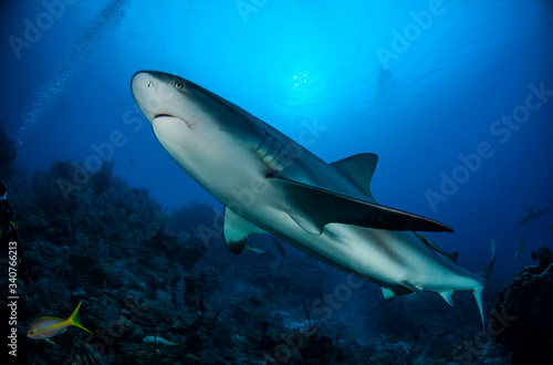 Carribean  reef shark (Carcharhinus perezi) © Andrei