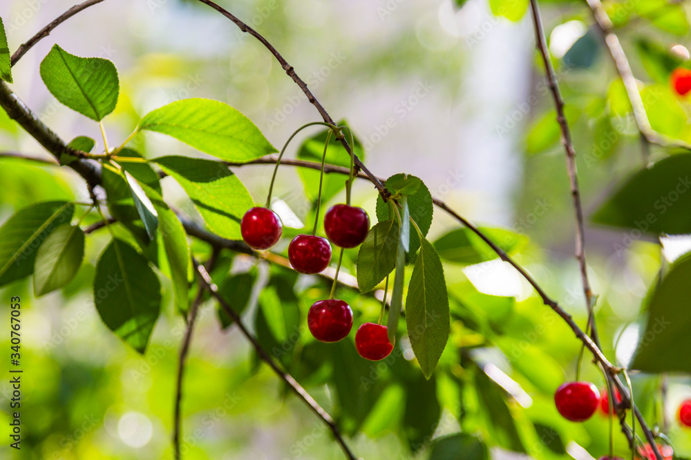 Organic fresh cherry tree