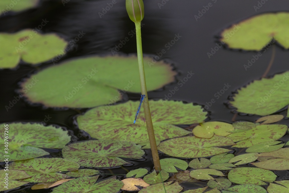 Close-up photo of a damelfly resting on the stem of a waterlily. Close-up photo of a damelfly resting on the stem of a waterlily.
