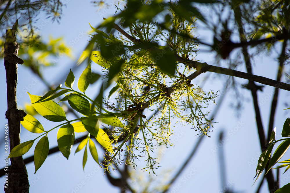 green leaves against blue sky green leaves against blue sky