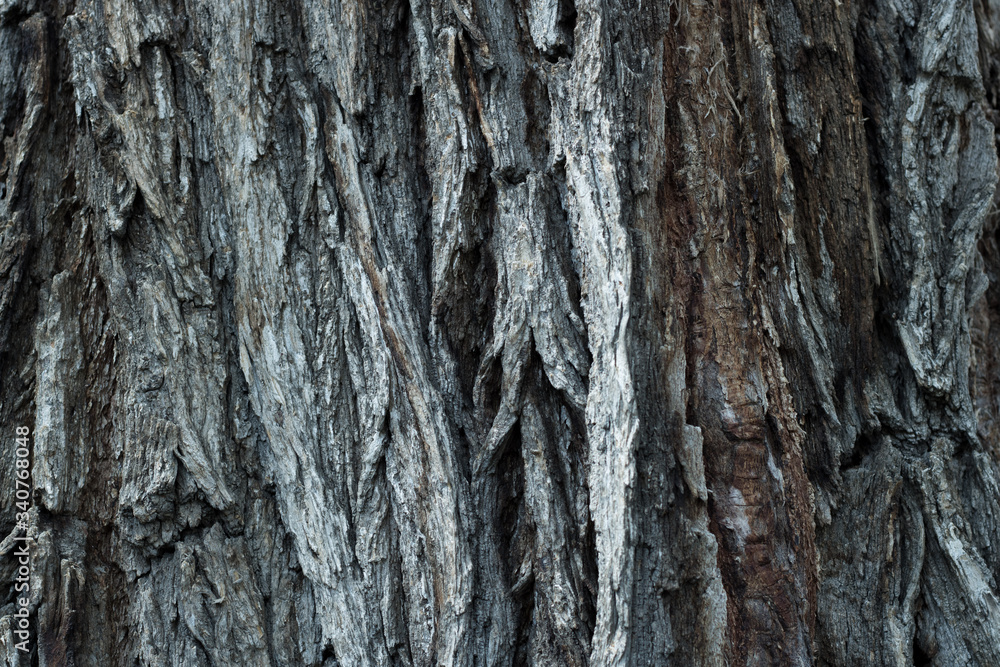 Obraz premium Tree Bark Brown Background Texture