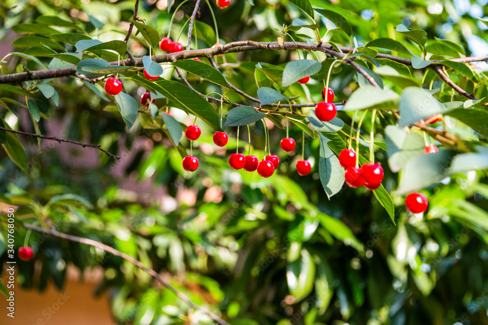 Organic fresh cherry tree Organic fresh cherry tree