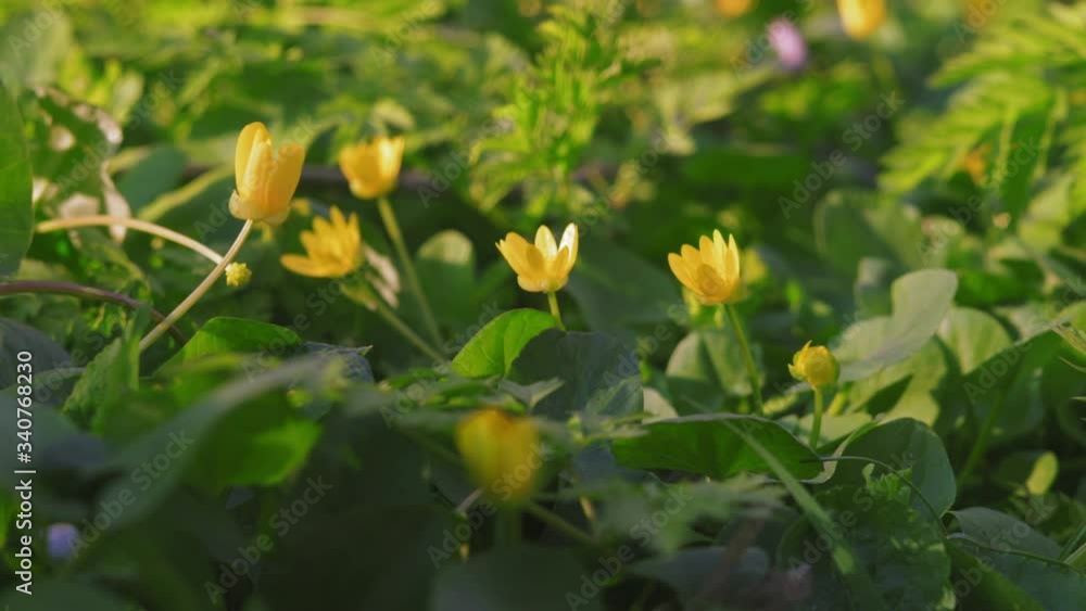 Spring Yellow Flowers Grow on the Glade in the Forest Spring Yellow Flowers Grow on the Glade in the Forest