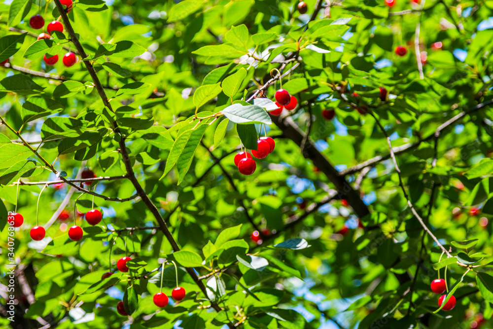 Organic fresh cherry tree