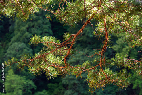 Close up of pine tree long needles conifer branches on green forest background.