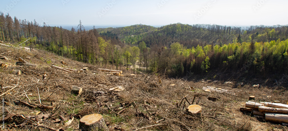 damaged forest at the teutoburger wald
