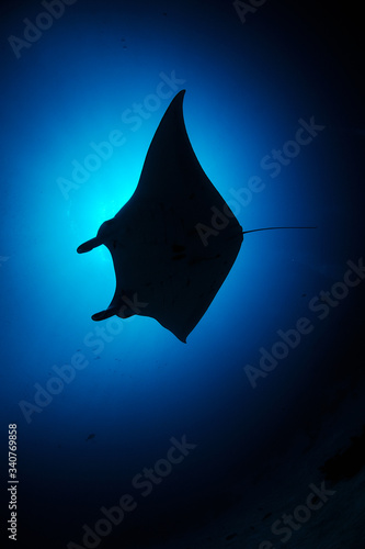 Obraz na plátně The manta ray