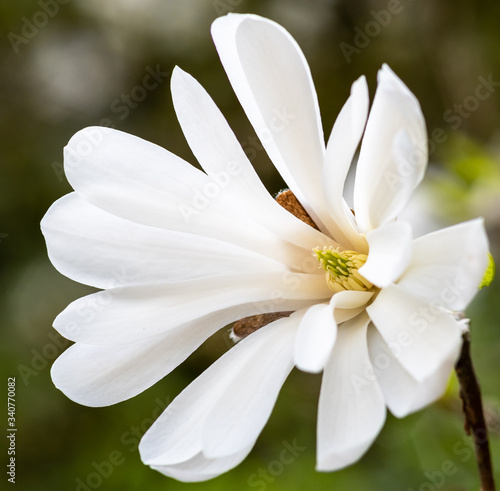 Closeup of a white Star Magnolia flower in full bloom 