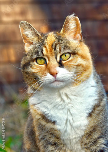 Potrait of a feral tabby cat with a clipped ear indicating that the animal has been spayed or neutered.  Closeup.